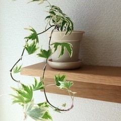 観葉植物　ヘデラ・イエローリップル①　40cm　ナチュラルカラー...