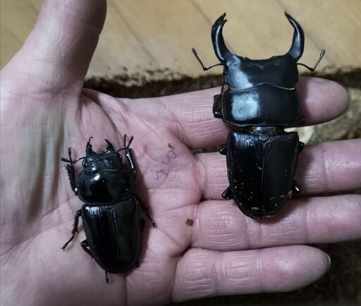 ☆｡◕‿◕｡)ﾉ　オオクワガタ♂️１♀️４　☆｡◕‿◕｡)ﾉ　引き取り限定