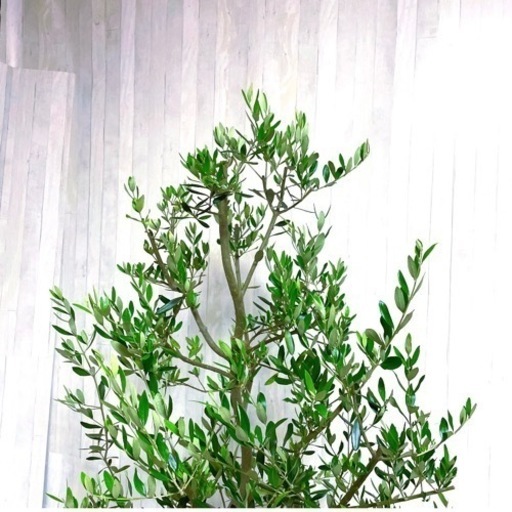 オリーブの木,た植物/観葉植物 シプレッシーノ『特大、綺麗な樹形。樹高135㌢』