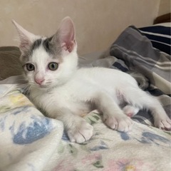 人も猫も大好きおちゃめなさーくん♡