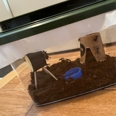 鈴虫お分けします♪
の画像