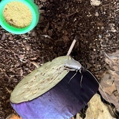 鈴虫お分けします♪
の画像