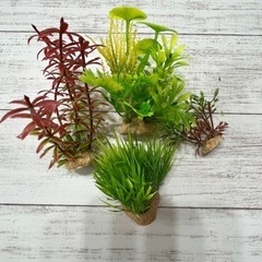 【7/31まで！無料】観賞魚用グッズ