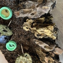 鈴虫お好きな方への贈答用フルセット