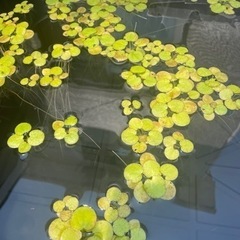 NKメダカCLUB の画像