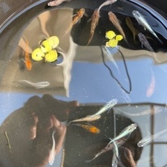 NKメダカCLUB の画像