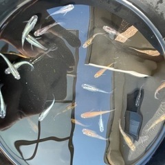 NKメダカCLUB の画像