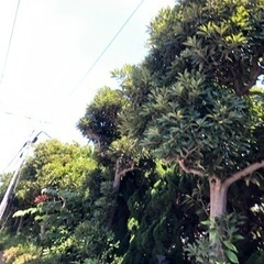 樹木 森林 庭木 伐採 いらない木 邪魔な木 竹林 切ります 抜根無し 東京 埼玉 千葉 茨城 - 剪定/造園