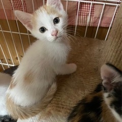        パウパト一家マイペースなチェイスくん - 猫