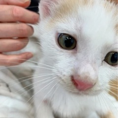        パウパト一家マイペースなチェイスくん - 里親募集