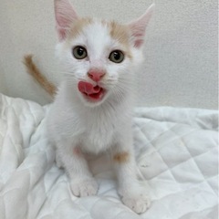        パウパト一家マイペースなチェイスくん