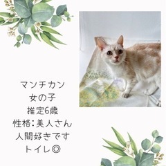 ボブテイルのクルミさん♡
