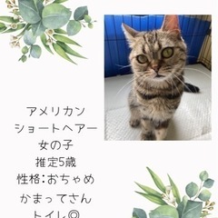 アメショーのアコちゃん♡