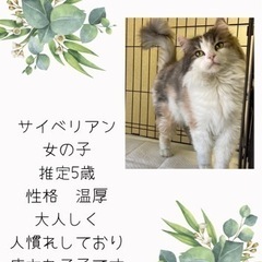 サイベリアンのわたあめちゃん♡
