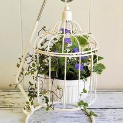 【💖Thankyou💖】カゴの中の寄植え🌿観葉植物