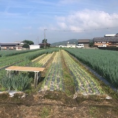 青ネギの調整作業または収穫作業の画像