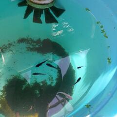 ブルームーンメダカの選別外約30匹の画像