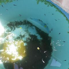 ブルームーンメダカの選別外約30匹の画像