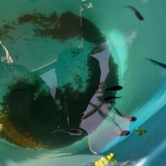 ブルームーンメダカの選別外約30匹の画像