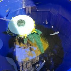 ブルームーンメダカの選別外約30匹の画像