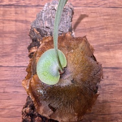 P.Forgii 子株 コルク ビカクシダ コウモリラン 観葉植物