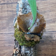 P.Forgii 子株（2） コルク ビカクシダ コウモリラン ...