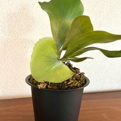 P.Forgii 子株（3）ビカクシダ コウモリラン 観葉植物