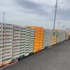 野菜コンテナ プラスチック コンテナ オリコン 中古 野菜/アウトドア/収納 コンテナボックス ボックス カゴ の画像