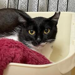 募集一時停止😻8ヶ月おはぎちゃん（♀）