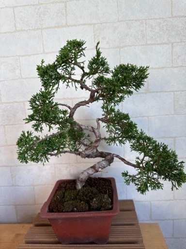 糸魚川真柏　盆栽