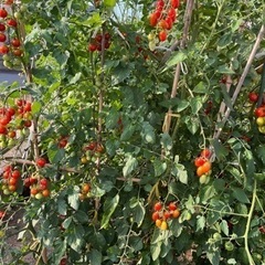 ミニトマト、ミディトマト色々🍅