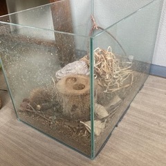 （受渡者決定）カブトムシ育成セット
