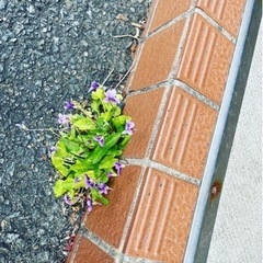 気楽に呑みに行ける人探してます