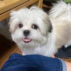 困ってます！ パピーパーティ ワンちゃん 友達 募集 生後5ヶ月 子犬