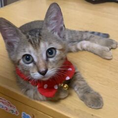 遊びが大好きな可愛い人馴れの進んできてる女の子