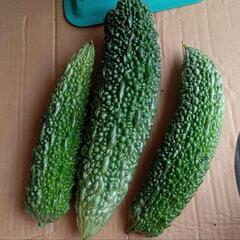 【決まりました】都農町産　無農薬　ゴーヤの画像