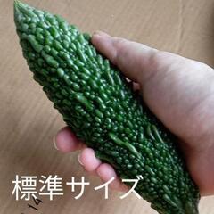 【決まりました】都農町産　無農薬　ゴーヤの画像