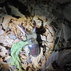 青森県・秋田県産天然ミヤマクワガタ♂のみ