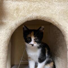 三毛猫😻2ヶ月 （♀）募集停止