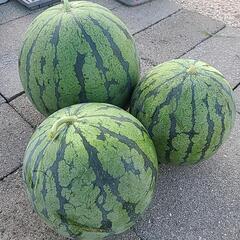 スイカ🍉