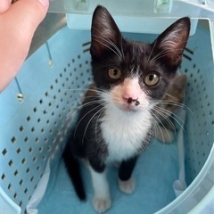 里親さん募集です