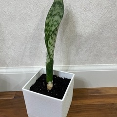 (決まりました)観葉植物　サンスベリア（白い鉢）の画像
