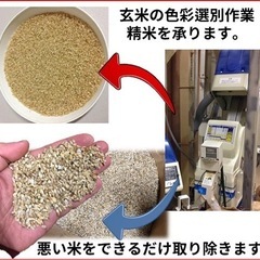 玄米の色彩選別作業を販売します