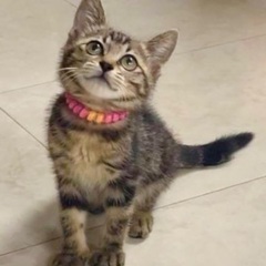 アメショー風な子猫です♪