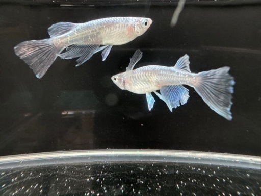 メダカ　サマーセール　ポイント会員様価格あり　龍尾　7/30分展示中感田フリマ展示中　午前中のみ