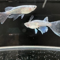 メダカ　サマーセール　ポイント会員様価格あり　龍尾　7/30分展示中感田フリマ展示中　午前中のみ メダカ サマーセール ポイント会員様価格あり 龍尾 7/30分展示中感田