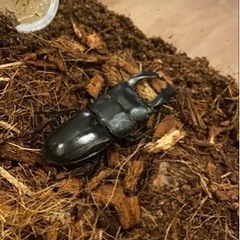（ご相談中です。）残り5匹　スラウェシオオヒラタクワガタ　幼虫