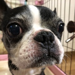 ワンちゃん