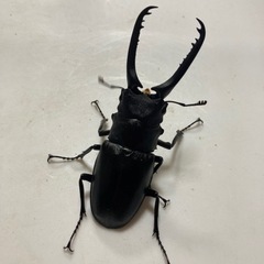 [お話し中]ギラファノコギリクワガタ　♂83ミリペアの画像