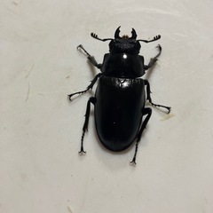 [お話し中]ギラファノコギリクワガタ　♂83ミリペアの画像